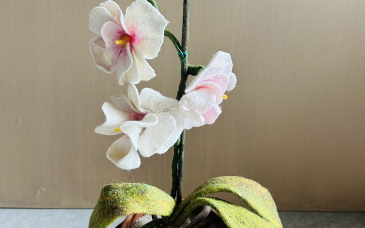 Sustainable Plants Orchids 1