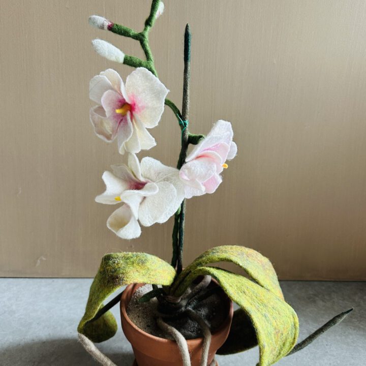 Sustainable Plants Orchids 1