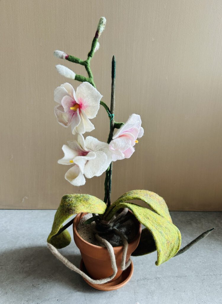 Sustainable Plants Orchids 1