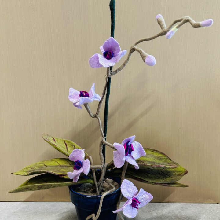 Sustainable plants Orchids 2
