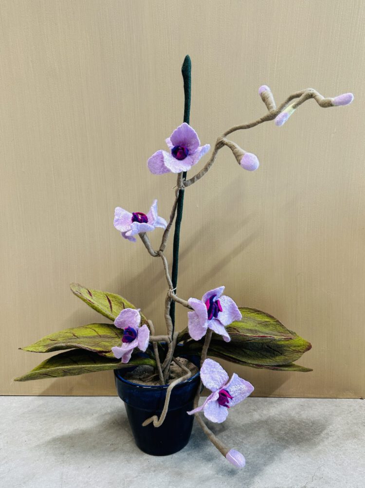 Sustainable plants Orchids 2